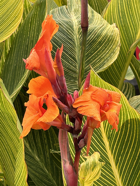 at the Edmonton botanical gardens