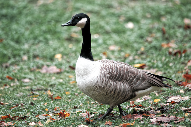 20231029_nürnberg tiergarten