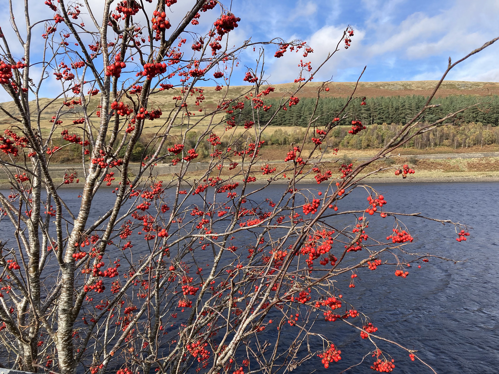 Red Berries