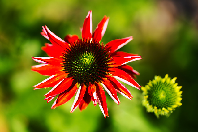 Echinacea purpurea