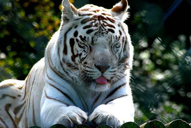 White Tiger