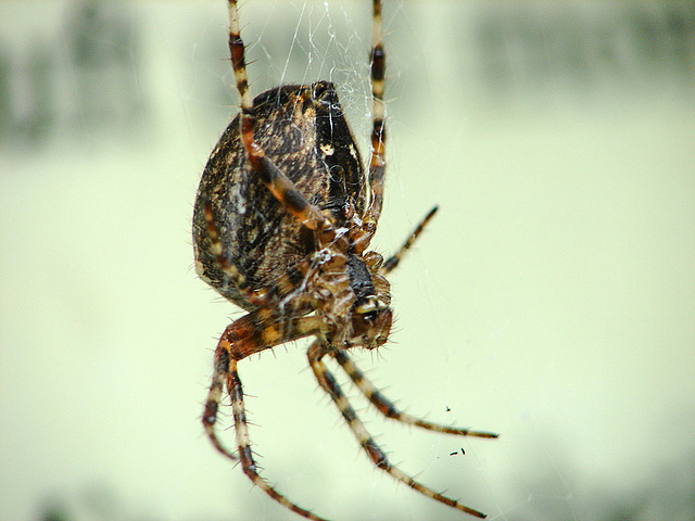 20080928 003DSCw [D~LIP] Gartenkreuzspinne (Araneus diadematus), Bad Salzuflen