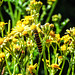 20180628 4084CPw [D~LIP] Blutbär (Tyria jacobaea) [Kaminbär] [Jakobskrautbär], Jakobs-Greiskraut (Jacobaea vulgaris), UWZ, Bad Salzuflen