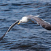 Gull in flight 2