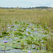 Uganda, The Wetlands of Mabamba