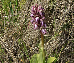 ...orchidée ?la 1ère de l'année...