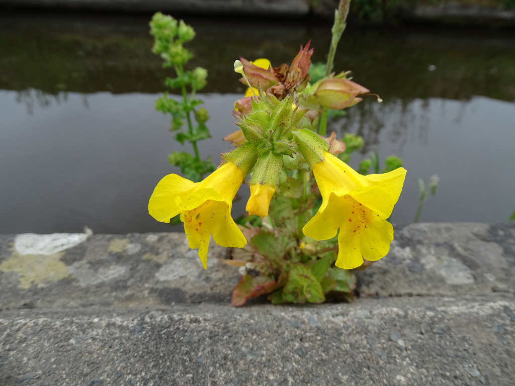 Mimulus guttatus.  Common Monkeyflower