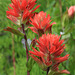 Slender Indian Paintbrush (Castelleja miniata var. miniata)