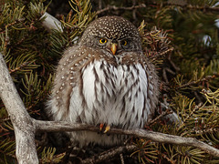 Tiny, bright-eyed Northern Pygmy-owl