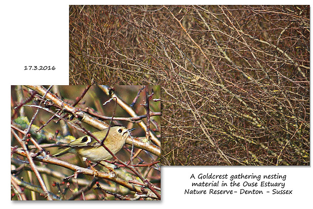 Goldcrest Ouse Estuary Nature Reserve - Denton - Sussex - 17.3.2016