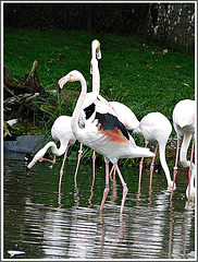 Les flamants roses