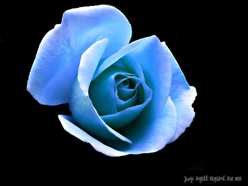 ❀Bright Blue Rose❀