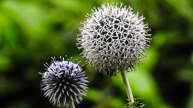 20170723 2607CPw [D~LIP] Kugeldistel, Bad Salzuflen