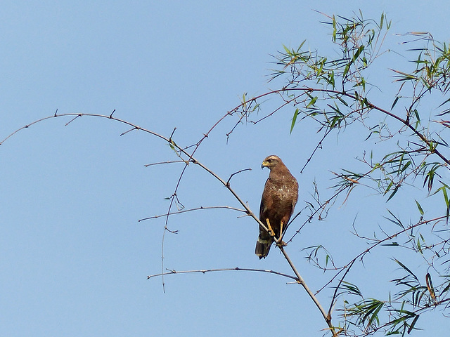 Savannah Hawk, Trinidad