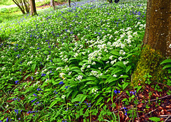 Wild Garlic in Ashmore Wood