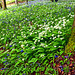Wild Garlic in Ashmore Wood