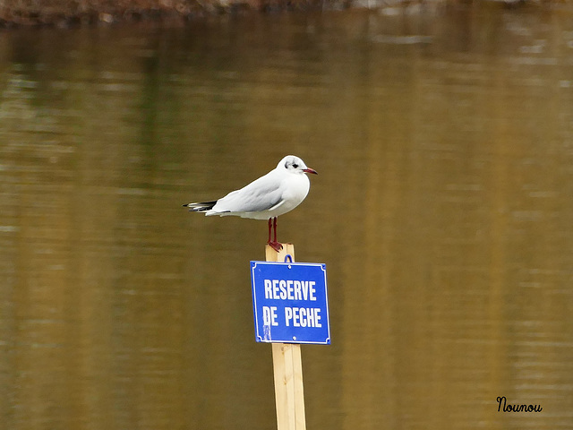 Mouette rieuse juvénile 1er hiver.