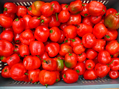 Rocoto harvest