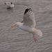 Gull in flight 5a