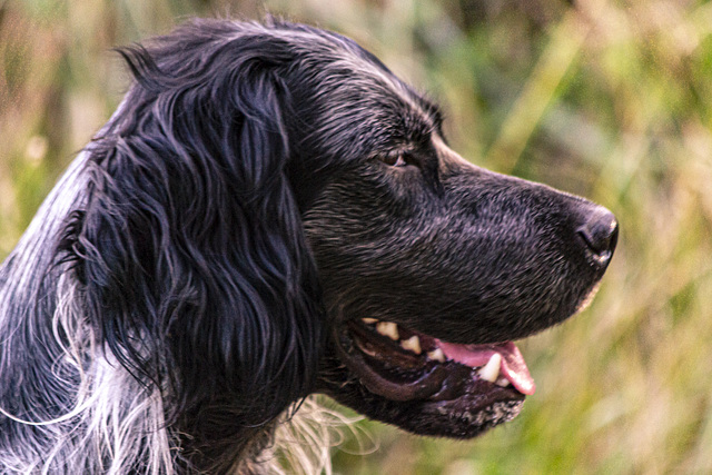 Blue Picardy Spaniel