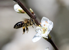Es gibt sie noch, die Pollensammler (Biene)