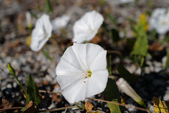 Convolvulus arvensis, Solanales