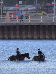 EOS 90D Peter Harriman 06 55 47 84683 seaHorses dpp