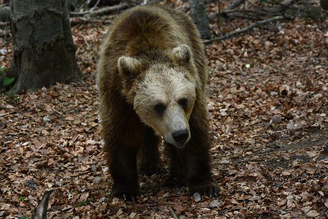 Bulgaria, The Bear in the Belitsa Sanctuary