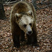 Bulgaria, The Bear in the Belitsa Sanctuary