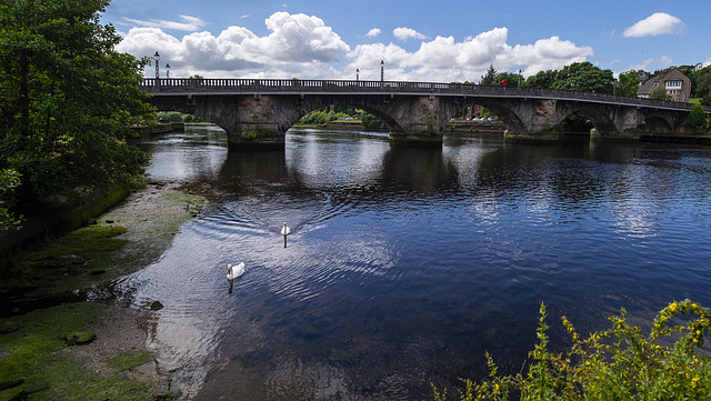 Two Mute Swans at Dumbarton Bridge