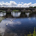 Two Mute Swans at Dumbarton Bridge