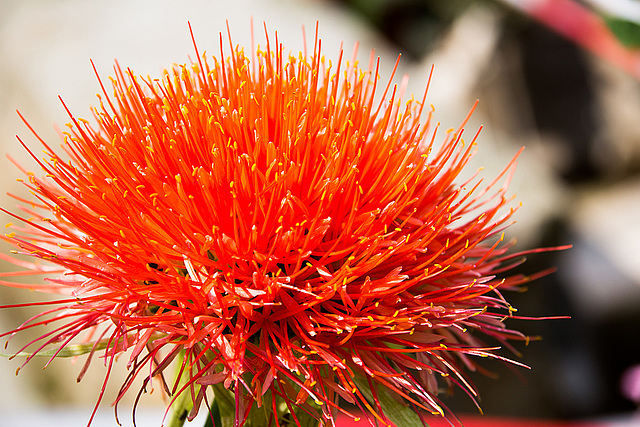 20140801 4619VRAw [D~E] Blutblume (Scadoxus multiflorus subsp. katherinae, früher Haemanthus katherinae), Gruga-Park, Essen