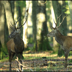 Brame à Rambouillet