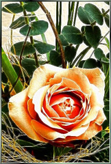 Rose with young Eucalyptus leaves. ©UdoSm