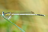 White Featherleg m (Platycnemis latipes)