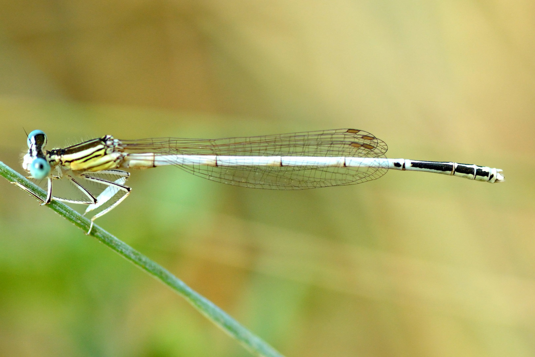 White Featherleg m (Platycnemis latipes)