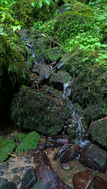 Tintern Woods