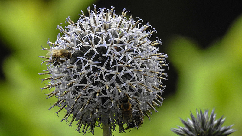 20170723 2608CPw [D~LIP] Kugeldistel, Honigbiene, Bad Salzuflen