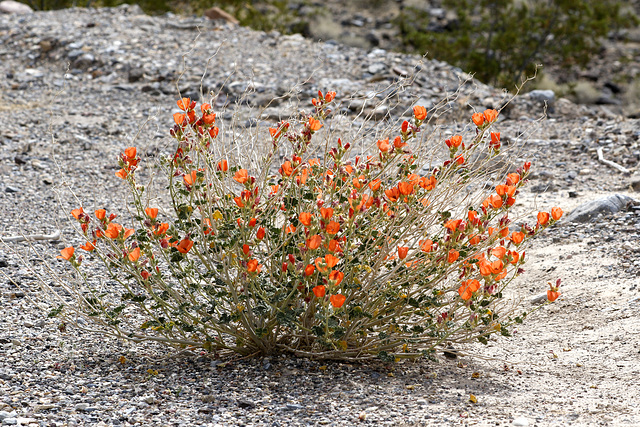 Desert Globemallow