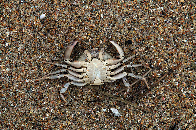 Bébé crabe mort noyé , comme quoi apprendre à être à l'aise dans l'eau et sous l'eau n'est pas inutile . Bébé crabe mort noyé , comme quoi apprendre à être à l'aise dans l'eau et sous l'eau n'est pas inutile .
