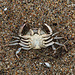 Bébé crabe mort noyé , comme quoi apprendre à être à l'aise dans l'eau et sous l'eau n'est pas inutile .