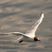 Gull in flight 6