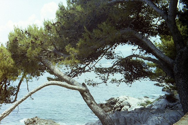 Tree at Cavtat (21-27)