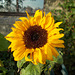 gdn - late sunflower [Explored]