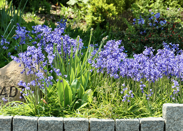 Der Frühling lässt sein blaues Band.......