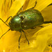 IMG 7732 Beetle