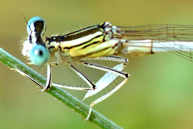 White Featherleg m (Platycnemis latipes)