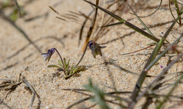 Viola kitaibeliana, Kitaibels Stiefmütterchen - 2016-04-28 D4  DSC7096