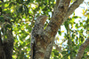 A Great Potoo