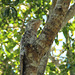 A Great Potoo